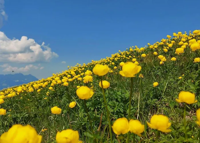 Gartenwohnung Ritter