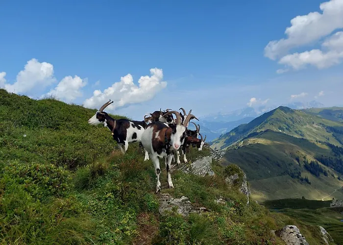 Gartenwohnung Ritter Apartament